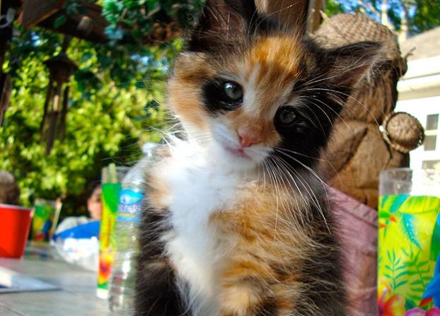 Cute as Can Be: Submitted by Bradley S. "This is ... Cute as Can Be: Submitted by Bradley S. "This is ...